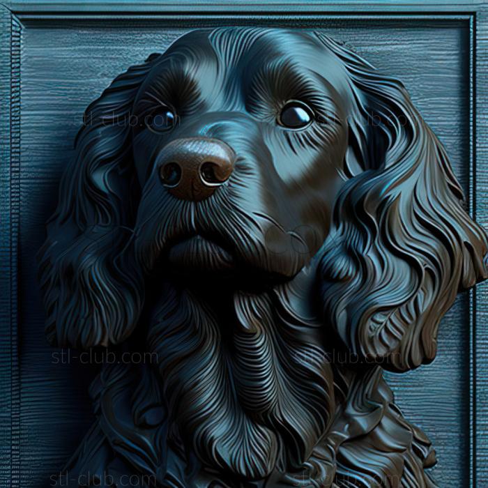 st Blue Picardy Spaniel dog